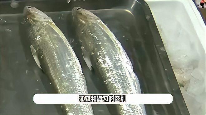 海刀魚和江刀魚的區(qū)別，海刀魚VS江刀魚，從生長環(huán)境到口感 海刀魚和江刀魚的區(qū)別，海刀魚VS江刀魚，從生長環(huán)境到口感 龍魚論壇 第8張
