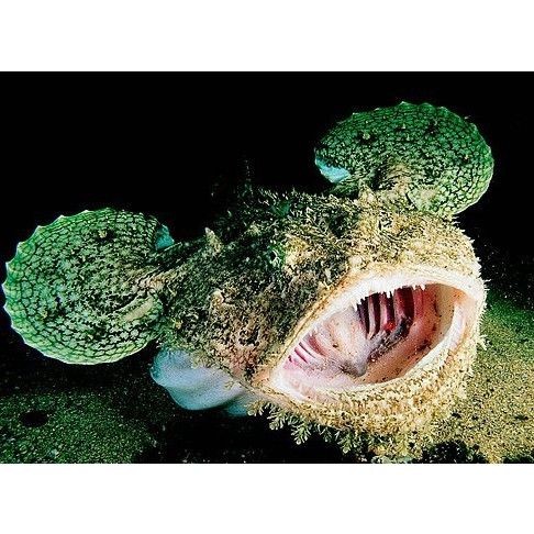 海和尚是什么魚，揭秘！被稱為海和尚的究竟是哪種