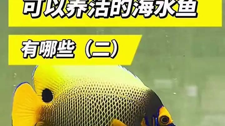 海水魚仙類哪個最好養，新手友好型海水觀賞魚TOP榜，這些品種