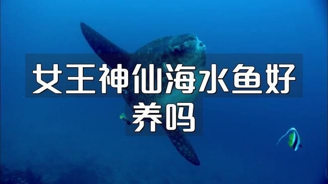 海水魚仙類哪個最好養，新手友好型海水觀賞魚TOP榜，這些品種