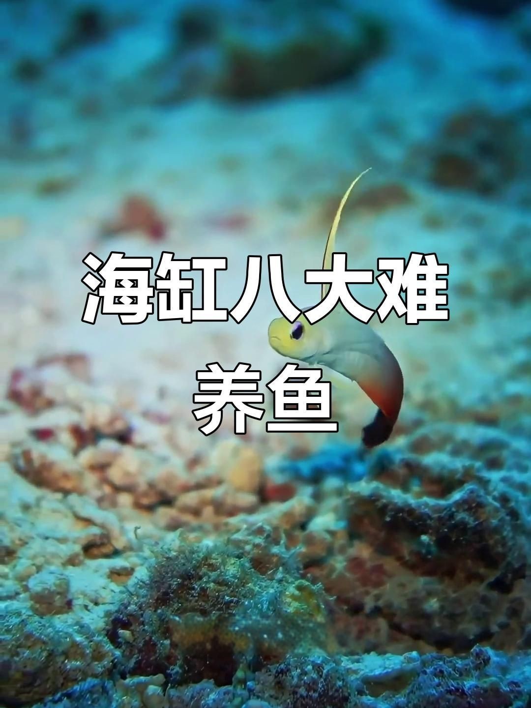 海水魚仙類哪個最好養，新手友好型海水觀賞魚TOP榜，這些品種