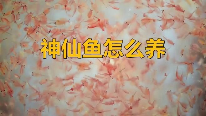 海水魚仙類哪個最好養，新手友好型海水觀賞魚TOP榜，這些品種