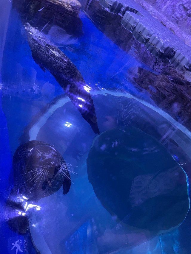 濟(jì)州島海洋館是亞洲第一嗎,深度解析,濟(jì)州島海洋 龍魚論壇 第9張 濟(jì)州島海洋館是亞洲第一嗎,深度解析,濟(jì)州島海洋 濟(jì)州島海洋館是亞洲第一嗎,深度解析,濟(jì)州島海洋 龍魚論壇 第9張