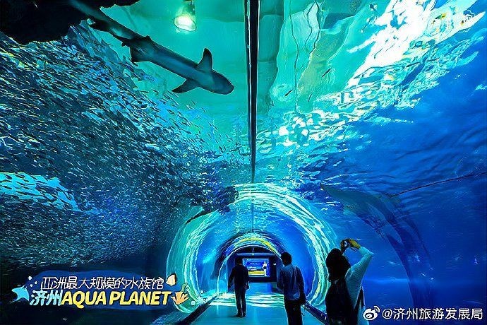 濟(jì)州島海洋館是亞洲第一嗎,深度解析,濟(jì)州島海洋 龍魚論壇 第4張 濟(jì)州島海洋館是亞洲第一嗎,深度解析,濟(jì)州島海洋 濟(jì)州島海洋館是亞洲第一嗎,深度解析,濟(jì)州島海洋 龍魚論壇 第4張