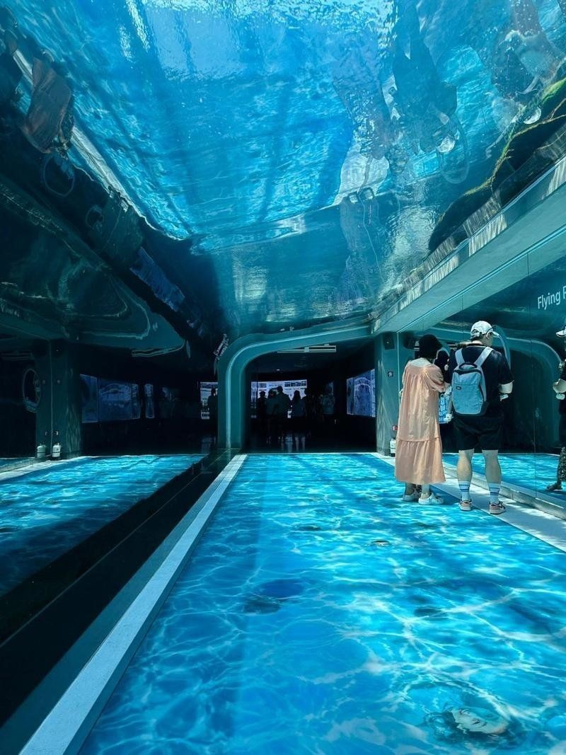 濟(jì)州島海洋館是亞洲第一嗎,深度解析,濟(jì)州島海洋 龍魚論壇 第5張 濟(jì)州島海洋館是亞洲第一嗎,深度解析,濟(jì)州島海洋 濟(jì)州島海洋館是亞洲第一嗎,深度解析,濟(jì)州島海洋 龍魚論壇 第5張