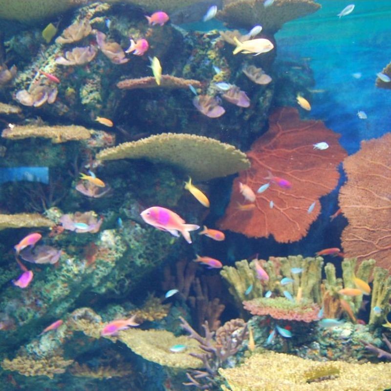 和田水族店，和田人氣水族館｜觀賞魚·器材·造