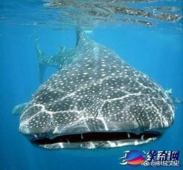 巨魾魚，探秘亞馬遜河巨型怪魚——巨魾魚的生存密碼