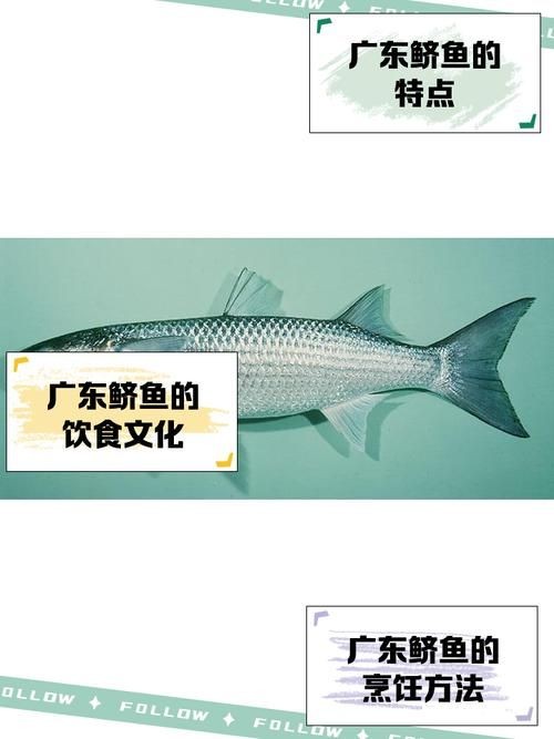廣東鱭魚圖片，廣東鱭魚高清實拍圖片