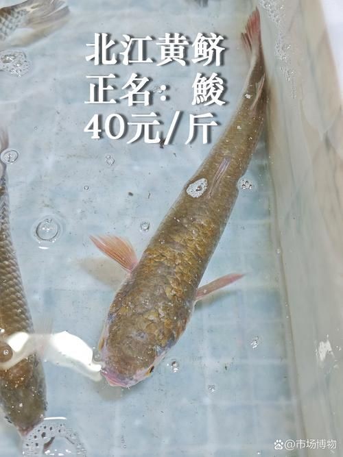 廣東鱭魚圖片，廣東鱭魚高清實拍圖片
