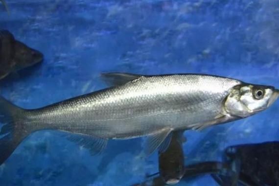 廣東鱭魚圖片，廣東鱭魚高清實拍圖片