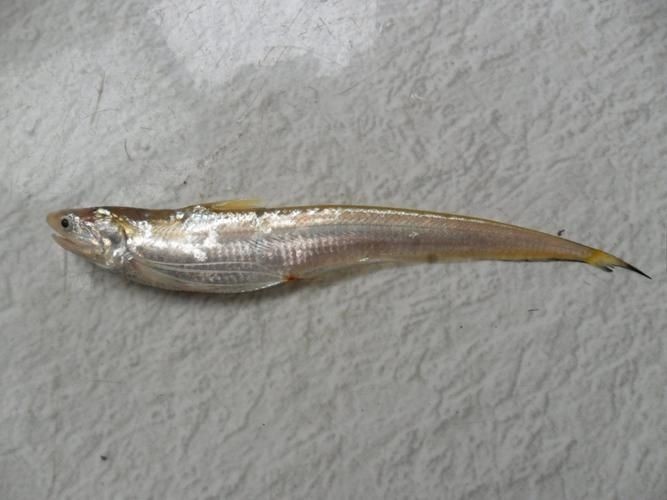 廣東鱭魚圖片，廣東鱭魚高清實拍圖片