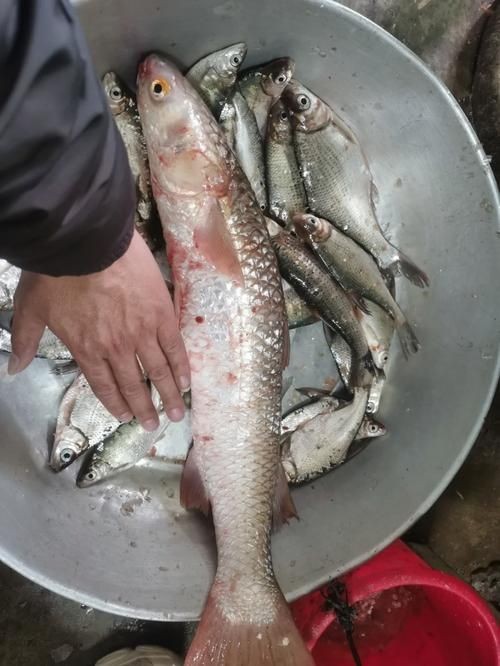廣東鱭魚圖片，廣東鱭魚高清實拍圖片