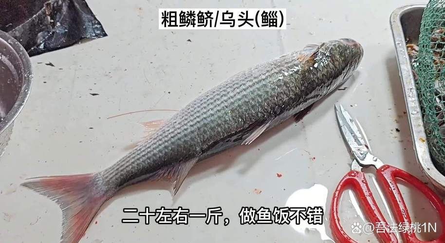 廣東鱭魚圖片，廣東鱭魚高清實拍圖片