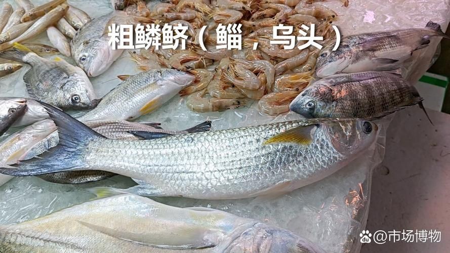 廣東鱭魚圖片，廣東鱭魚高清實拍圖片
