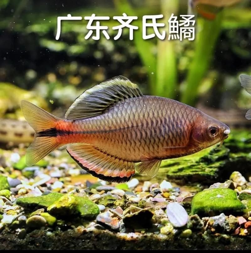 廣東鱭魚圖片，廣東鱭魚高清實拍圖片