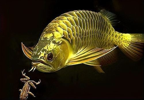 好魚糧好還是不好魚糧好，好魚糧VS劣魚糧，科學養