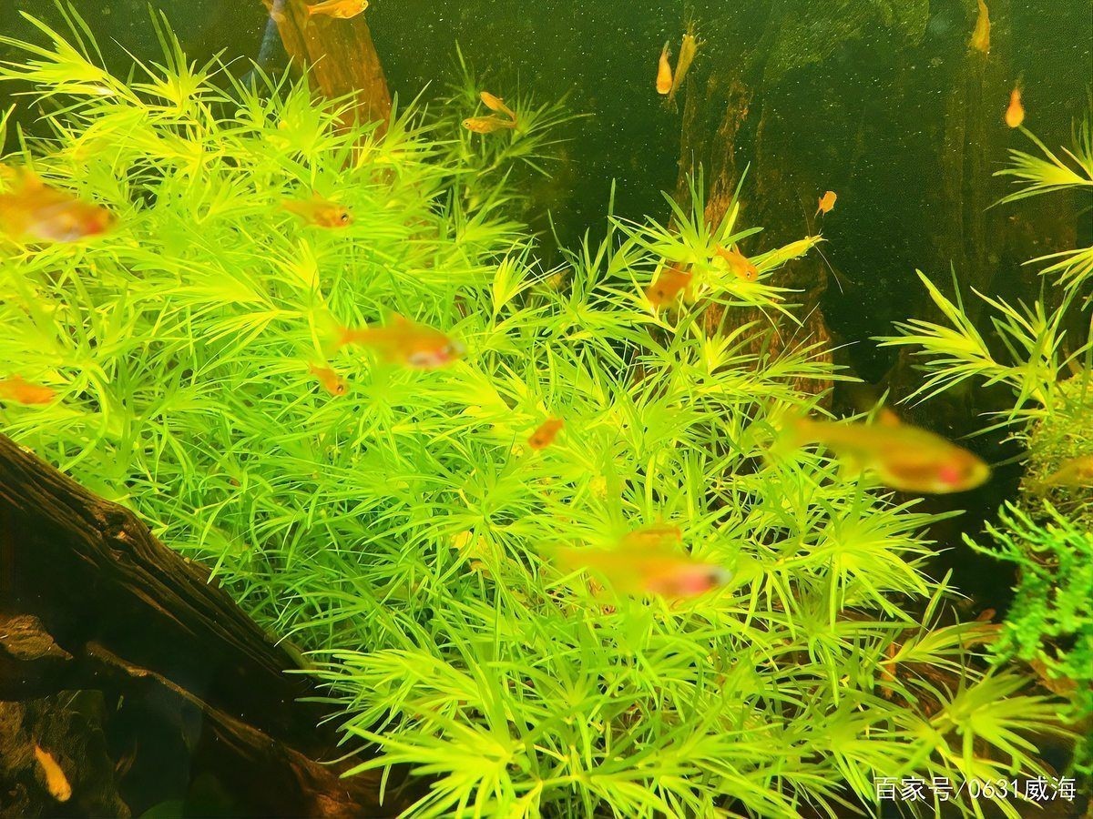 好魚糧好還是不好魚糧好，好魚糧VS劣魚糧，科學養