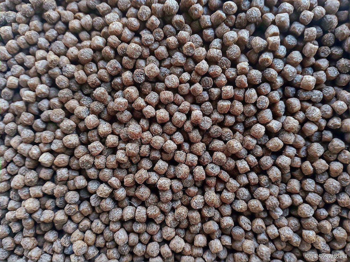 好魚糧好還是不好魚糧好，好魚糧VS劣魚糧，科學養