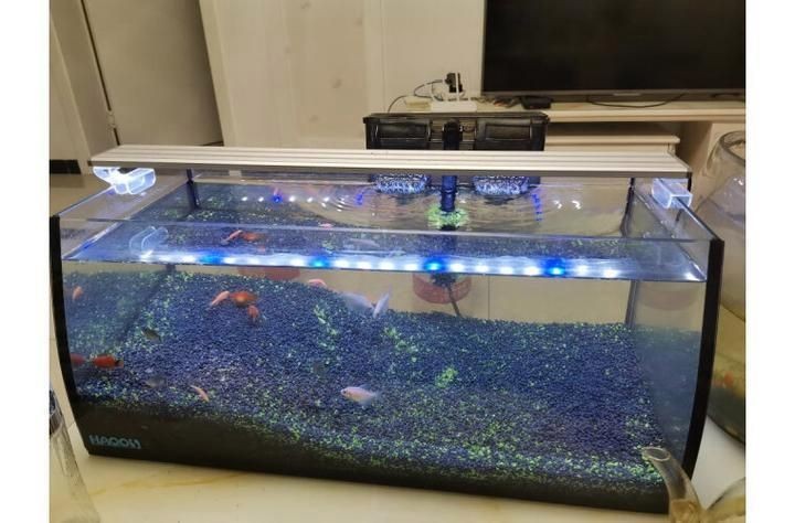 最好的龍魚缸，專業(yè)評測最適合龍魚生長的頂級