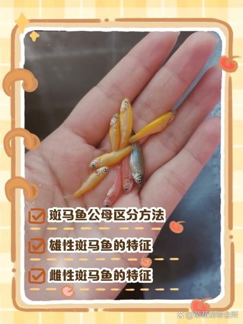 斑馬魚公母對照圖，斑馬魚雌雄特征高清對照