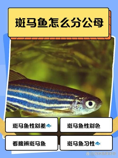斑馬魚公母對照圖，斑馬魚雌雄特征高清對照