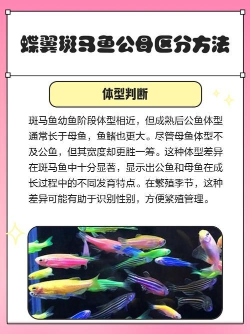 斑馬魚公母對照圖，斑馬魚雌雄特征高清對照