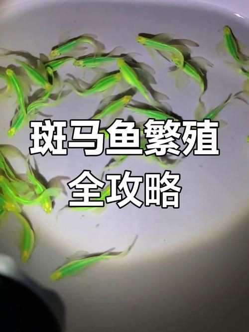 斑馬魚公母對照圖，斑馬魚雌雄特征高清對照