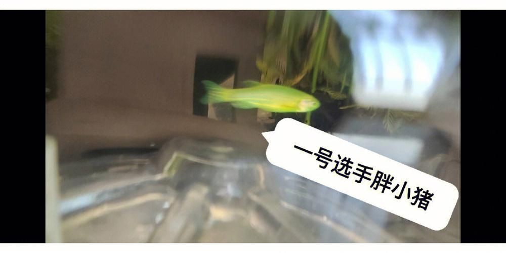 斑馬魚公母對照圖，斑馬魚雌雄特征高清對照