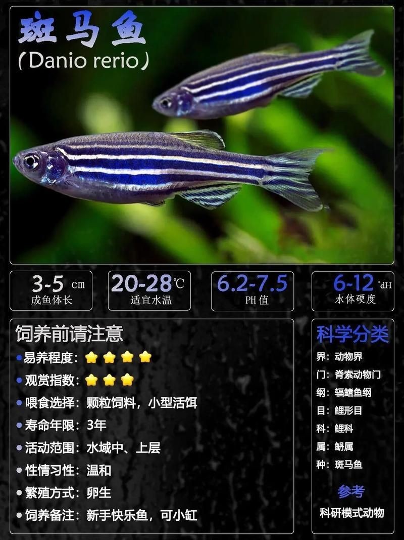 斑馬魚公母對照圖，斑馬魚雌雄特征高清對照