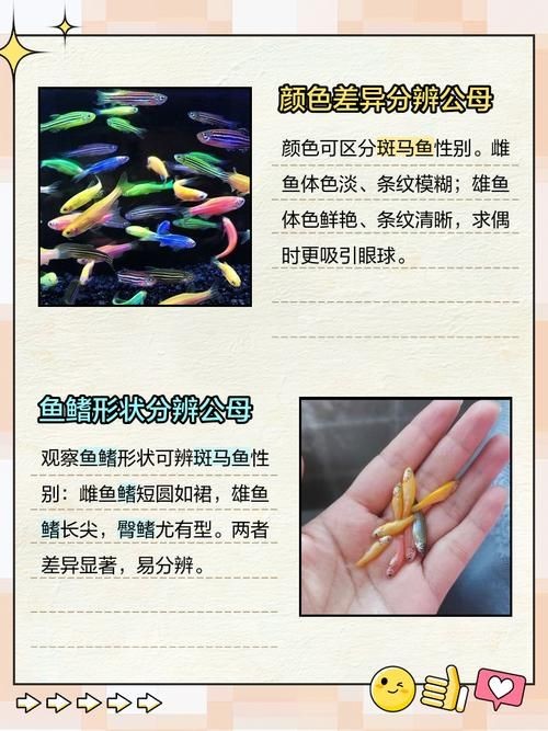 斑馬魚公母對照圖，斑馬魚雌雄特征高清對照
