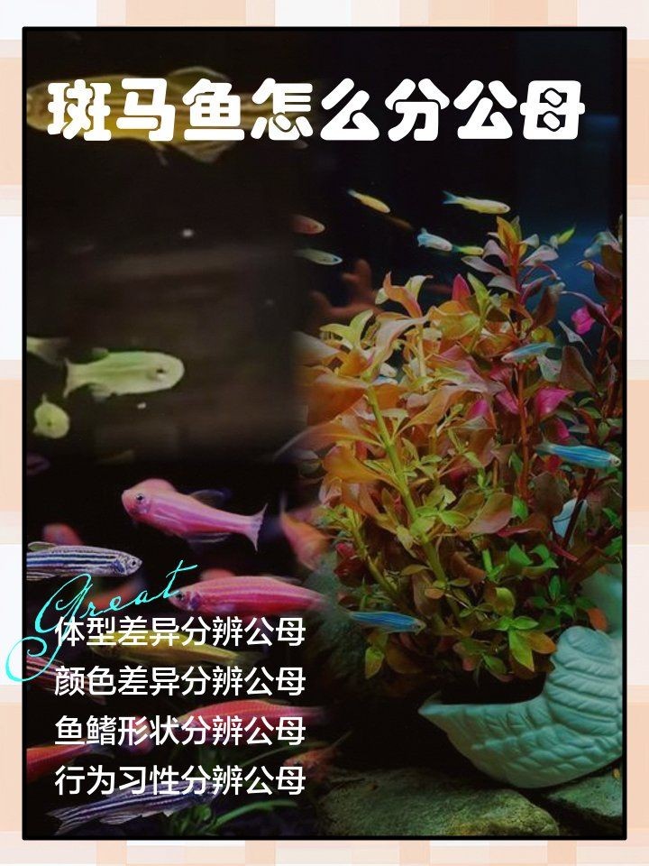斑馬魚公母對照圖，斑馬魚雌雄特征高清對照