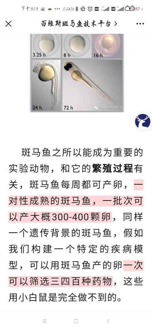 斑馬魚公母對照圖，斑馬魚雌雄特征高清對照