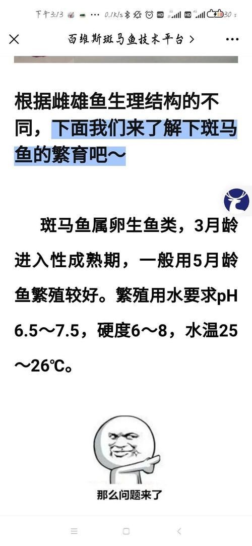 斑馬魚公母對照圖，斑馬魚雌雄特征高清對照