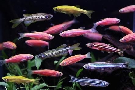 斑馬魚公母對照圖，斑馬魚雌雄特征高清對照
