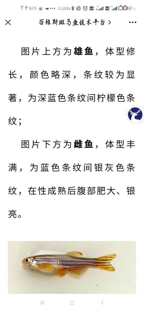 斑馬魚公母對照圖，斑馬魚雌雄特征高清對照