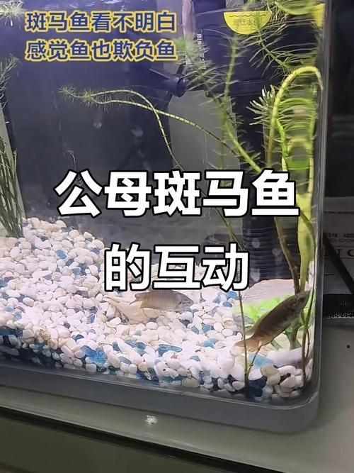 斑馬魚公母對照圖，斑馬魚雌雄特征高清對照