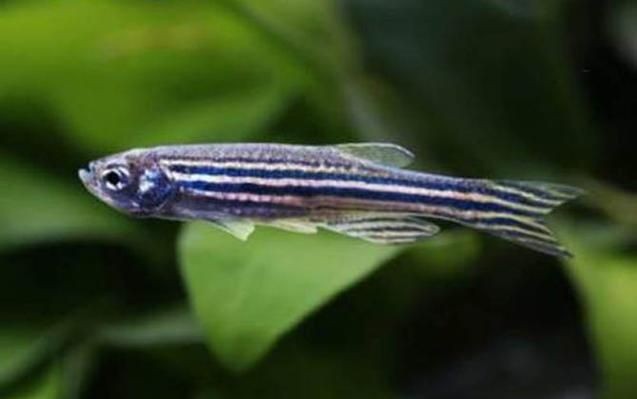 斑馬魚公母對照圖，斑馬魚雌雄特征高清對照