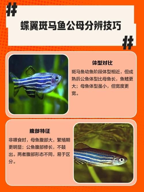 斑馬魚公母對照圖，斑馬魚雌雄特征高清對照