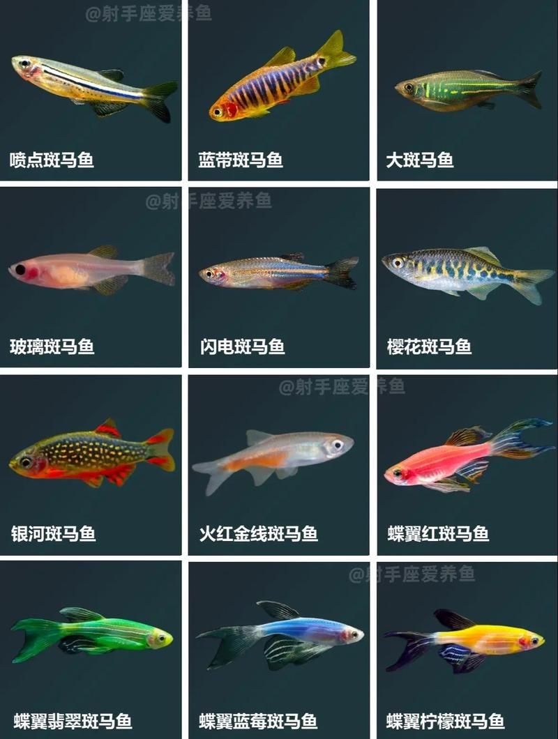 斑馬魚公母對照圖，斑馬魚雌雄特征高清對照