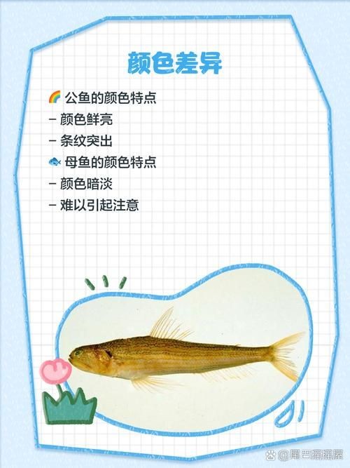 斑馬魚公母對照圖，斑馬魚雌雄特征高清對照