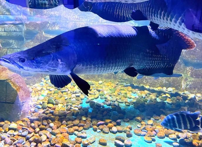 巨骨舌魚1-2cm照片，巨骨舌魚幼體高清實拍，1-2厘米珍稀體型特