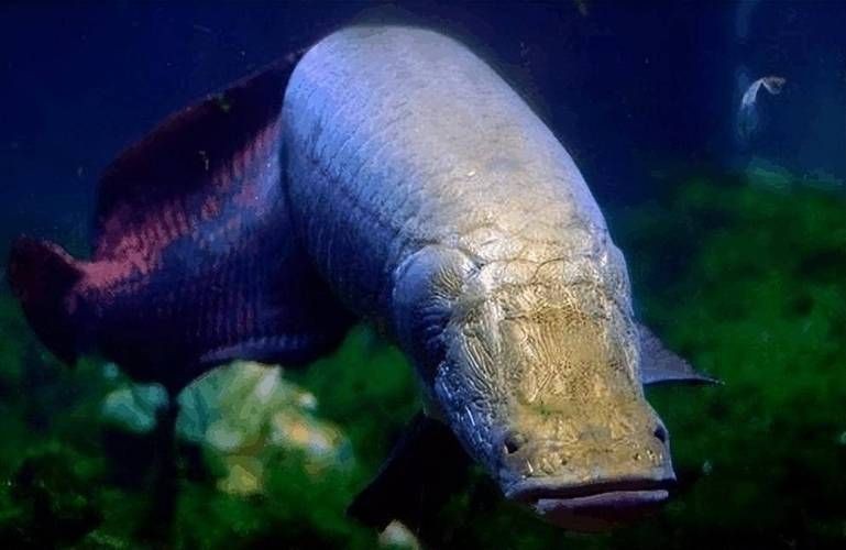 巨骨舌魚1-2cm照片，巨骨舌魚幼體高清實拍，1-2厘米珍稀體型特