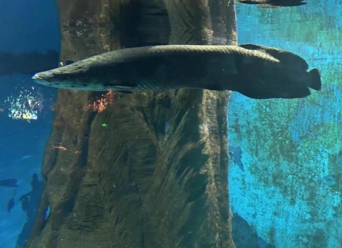 巨骨舌魚1-2cm照片，巨骨舌魚幼體高清實拍，1-2厘米珍稀體型特