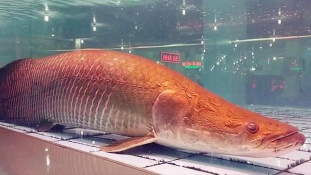 巨骨舌魚1-2cm照片，巨骨舌魚幼體高清實拍，1-2厘米珍稀體型特