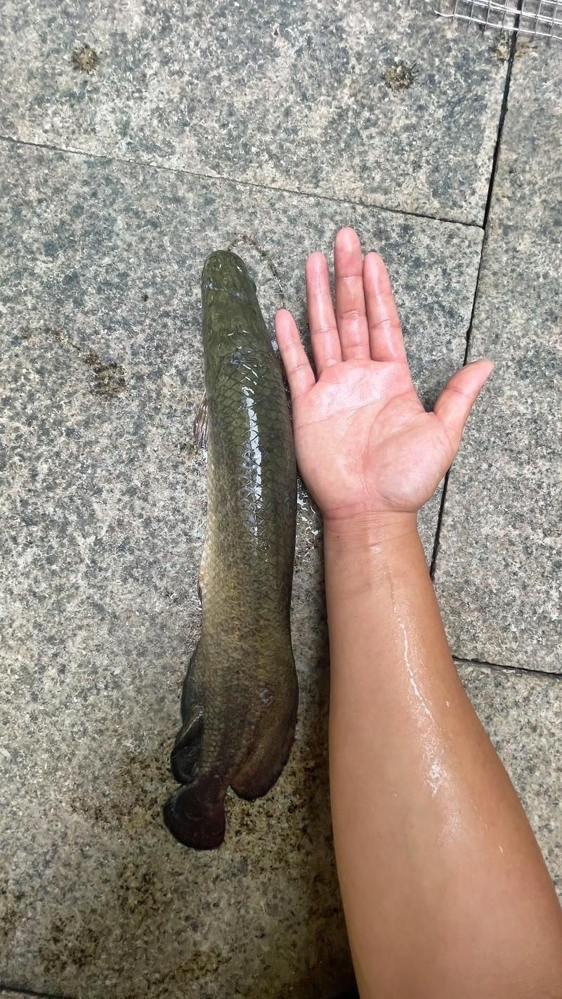 巨骨舌魚1-2cm照片，巨骨舌魚幼體高清實拍，1-2厘米珍稀體型特