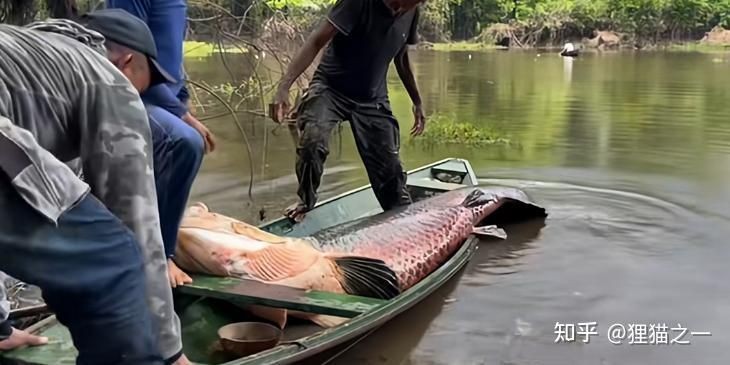 巨骨舌魚1-2cm照片，巨骨舌魚幼體高清實拍，1-2厘米珍稀體型特