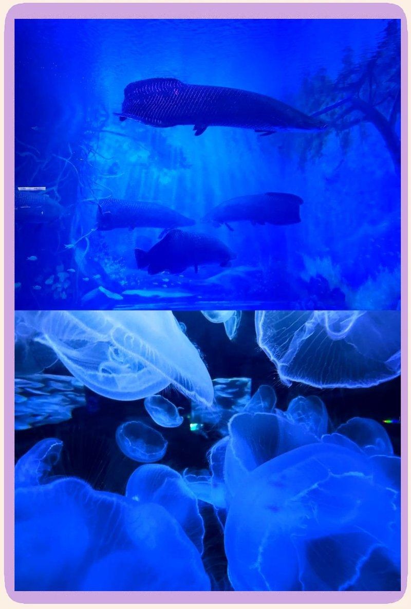 臨沂水族館，探秘臨沂水族館，解鎖海底世界的奇妙