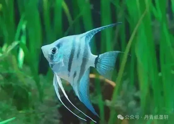 國畫魚寫意，墨趣橫生，國畫寫