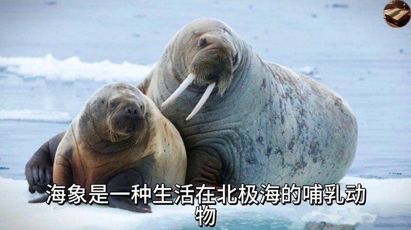 海象的功效與作用吃法，海象的藥用價值與養生功效，詳細解析其作用及多種食用