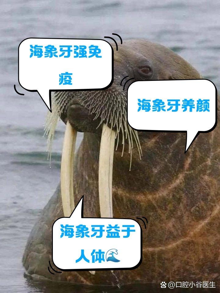 海象的功效與作用吃法，海象的藥用價值與養生功效，詳細解析其作用及多種食用